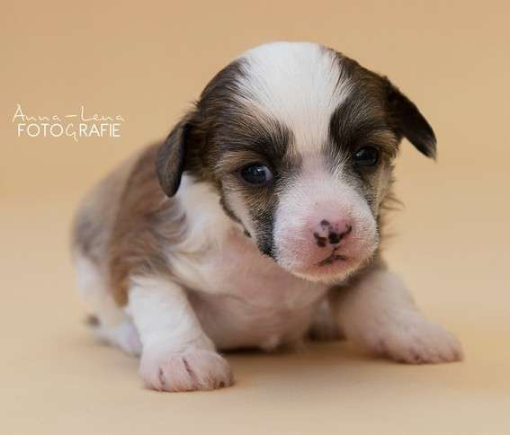 Little Rehma's Julius