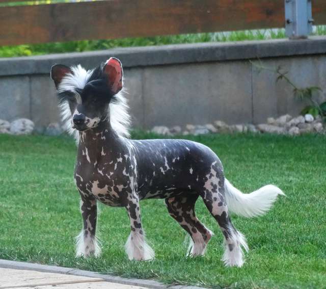 Forseti's Magic Trick