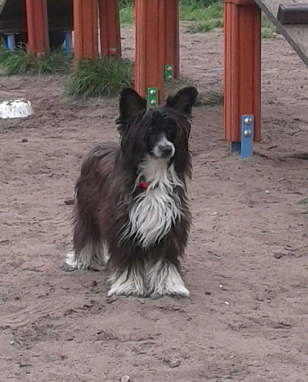 Z Catani Poland Fci Kanciasta