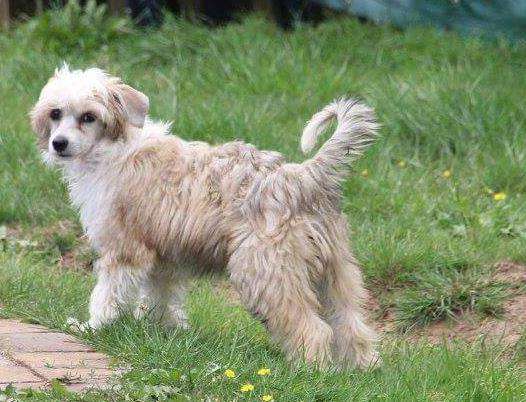 Question  Kameleondogs