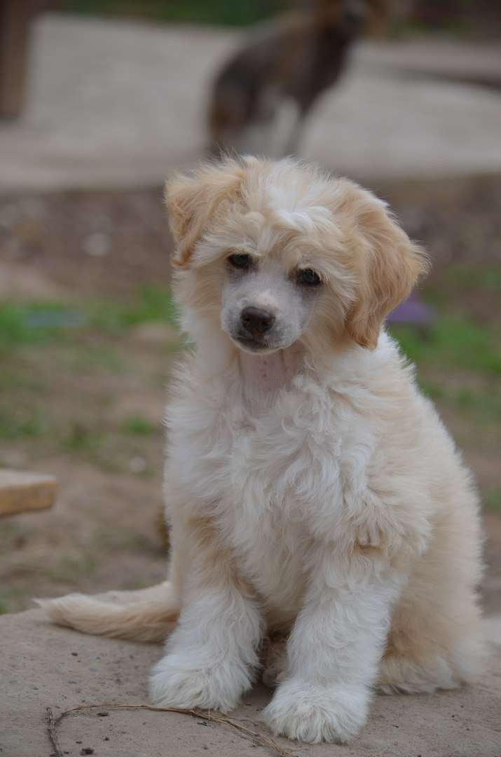 Ognenny Lotos Bendzhamin