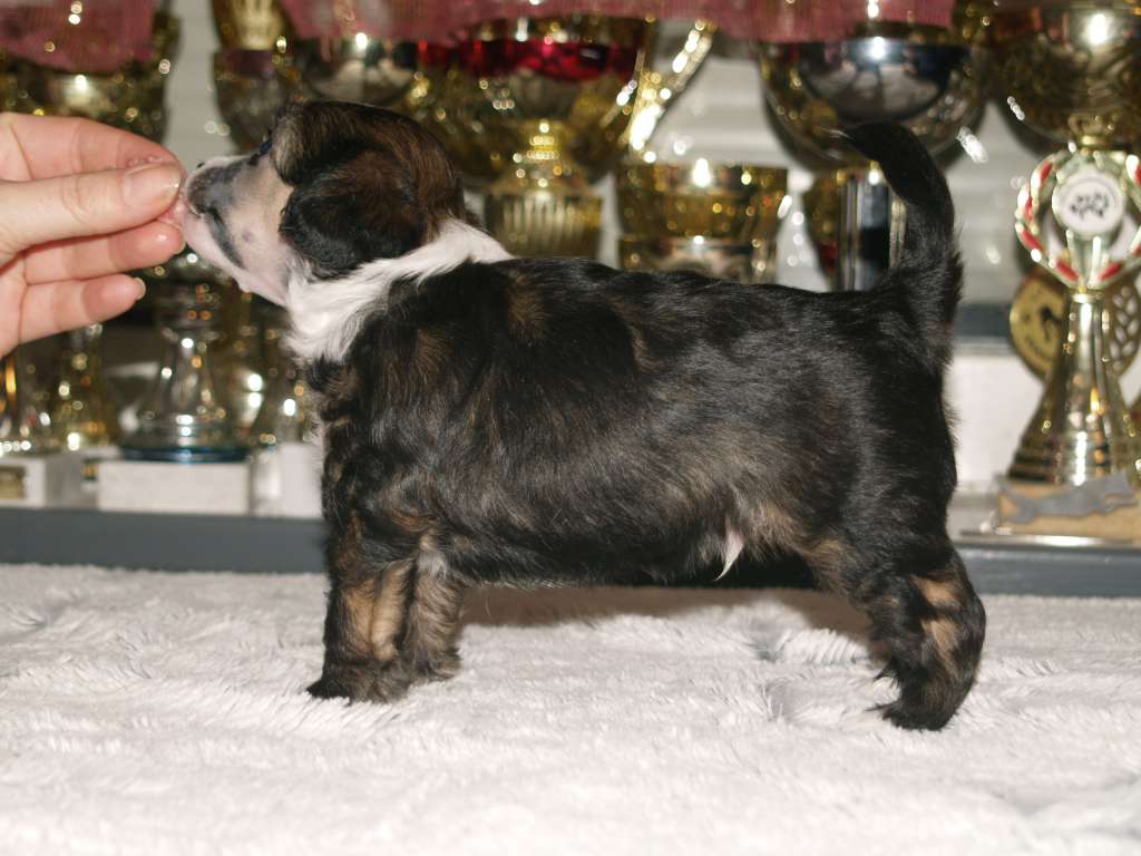 Black-Diva's Tukka Tötteröllä Let's Rock