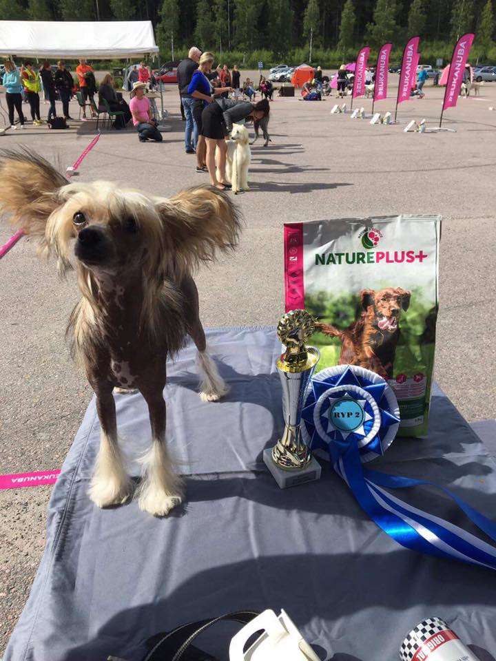 Black-Diva's Tukka Tulessa Let's Jive