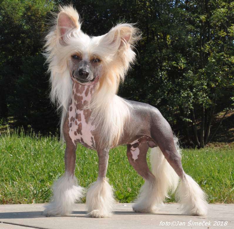 Aston Martin Winning Smile