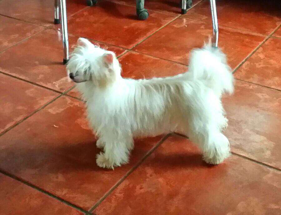 Jewelere cupcake de Almamasan