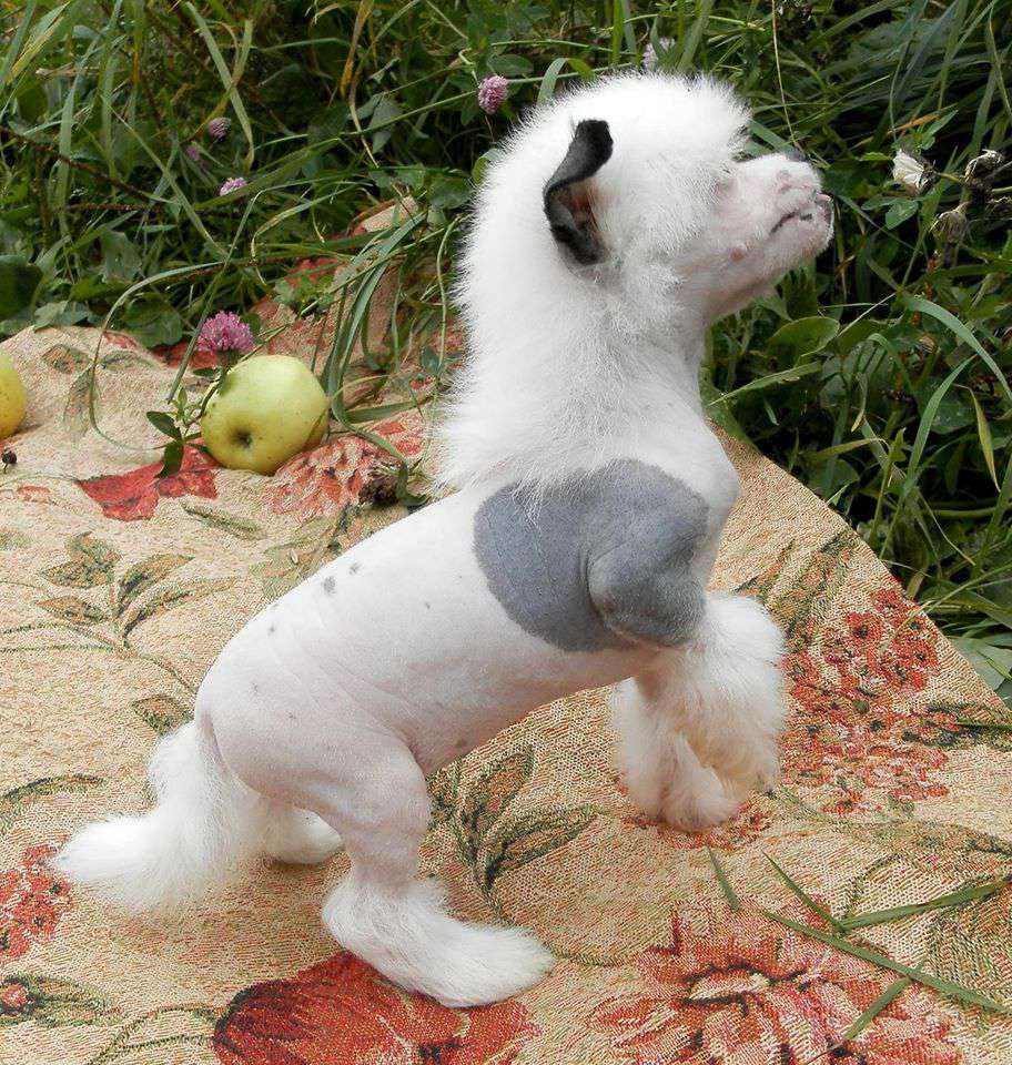 Angel O'chek Be my talisman