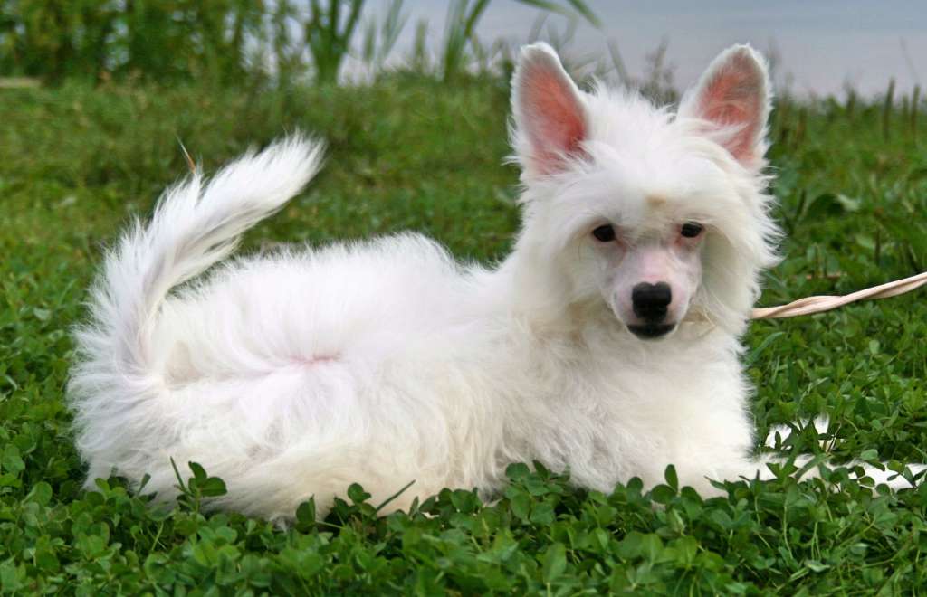 Angel O'chek Parizhel'