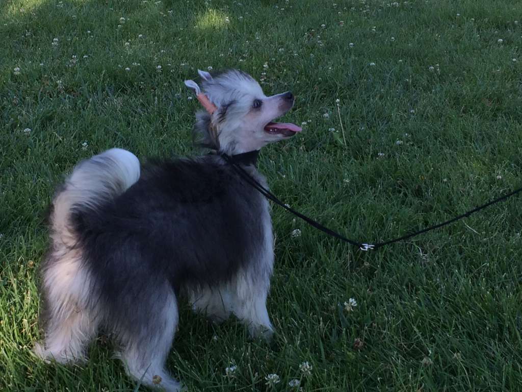 Valkrest Wall Street