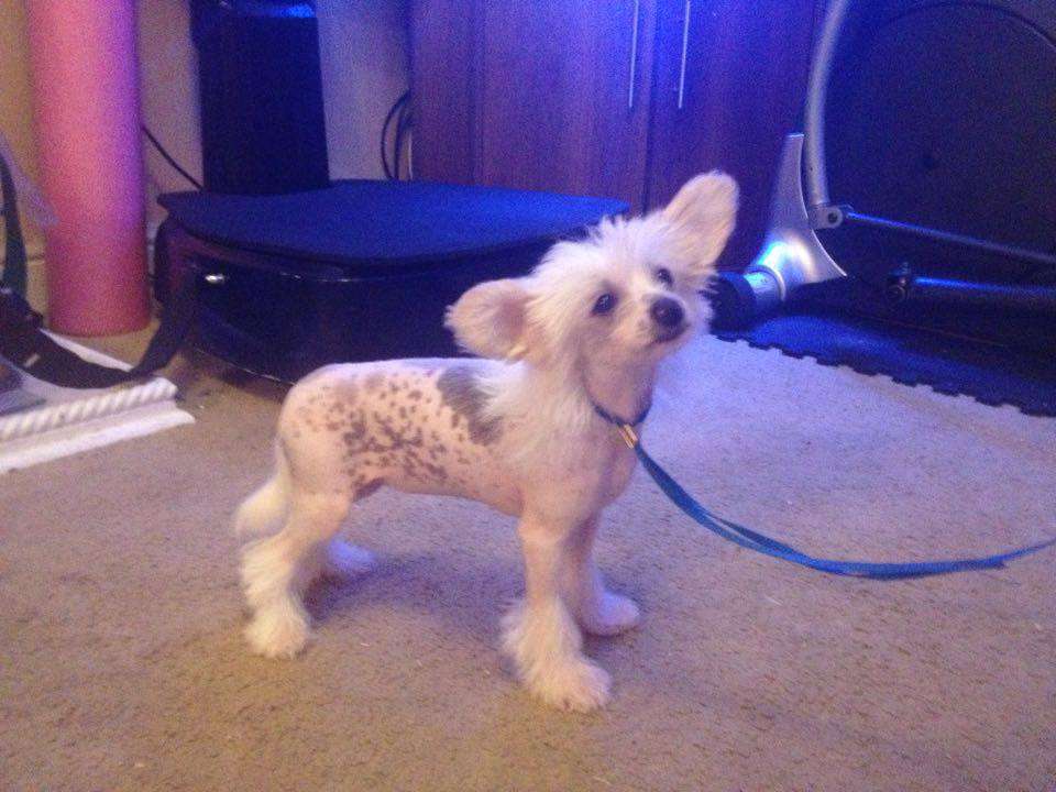 Ynchreenoo Vesper Martini