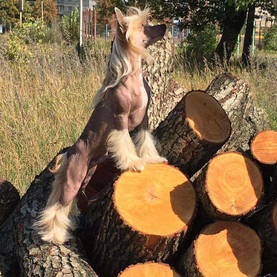 Bravo Olett Snezhniy Bastion