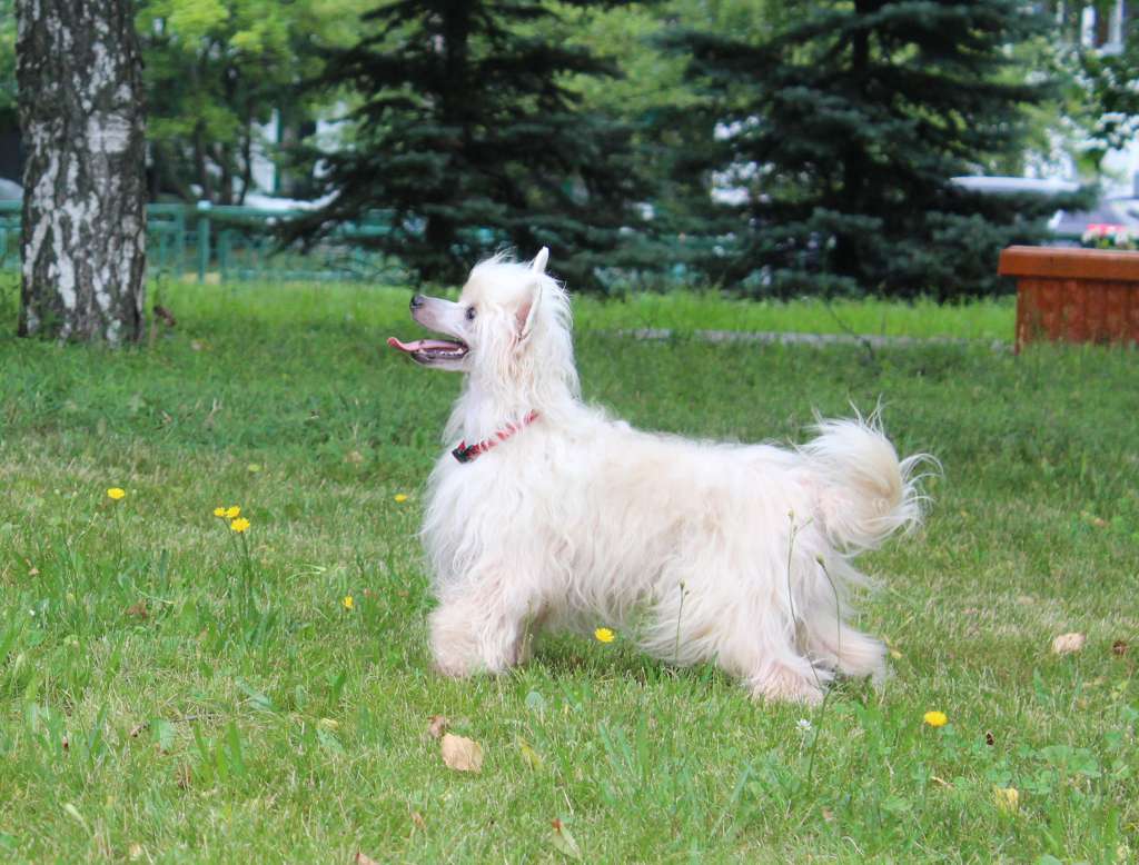 Anna Sky Kennel Shape Of My Heart