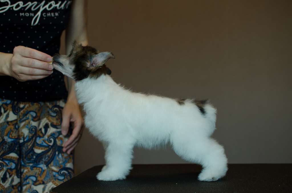 Anna Sky Kennel Shine Like A Diamond