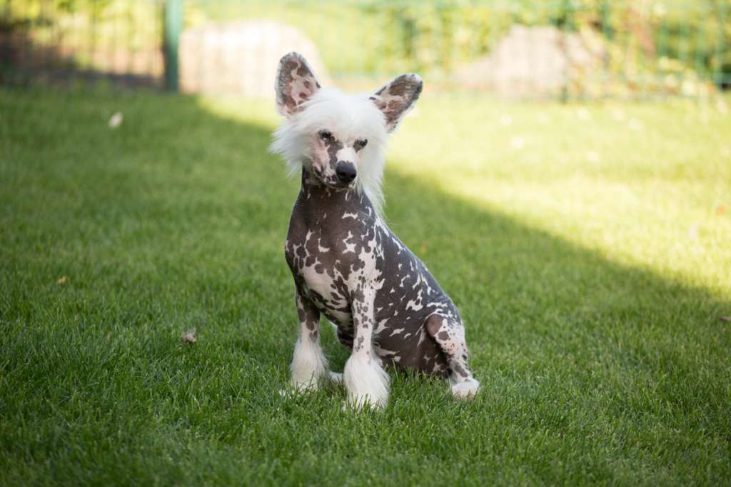 Dolce Dea Apriori Vladimir