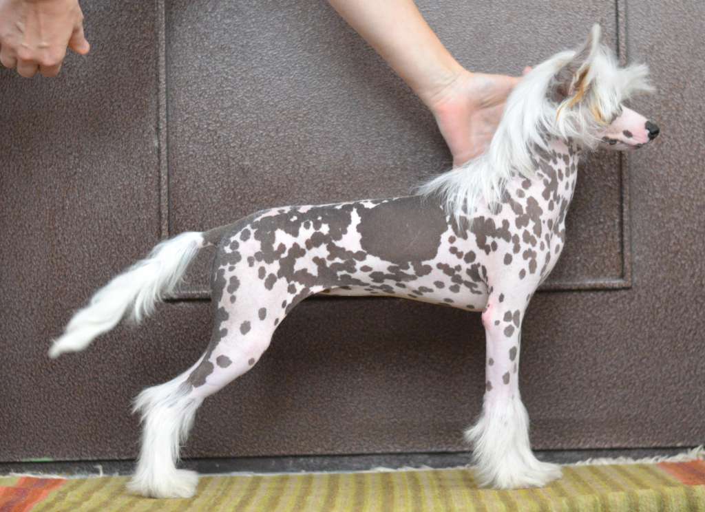 Planeta Angelov Delfina