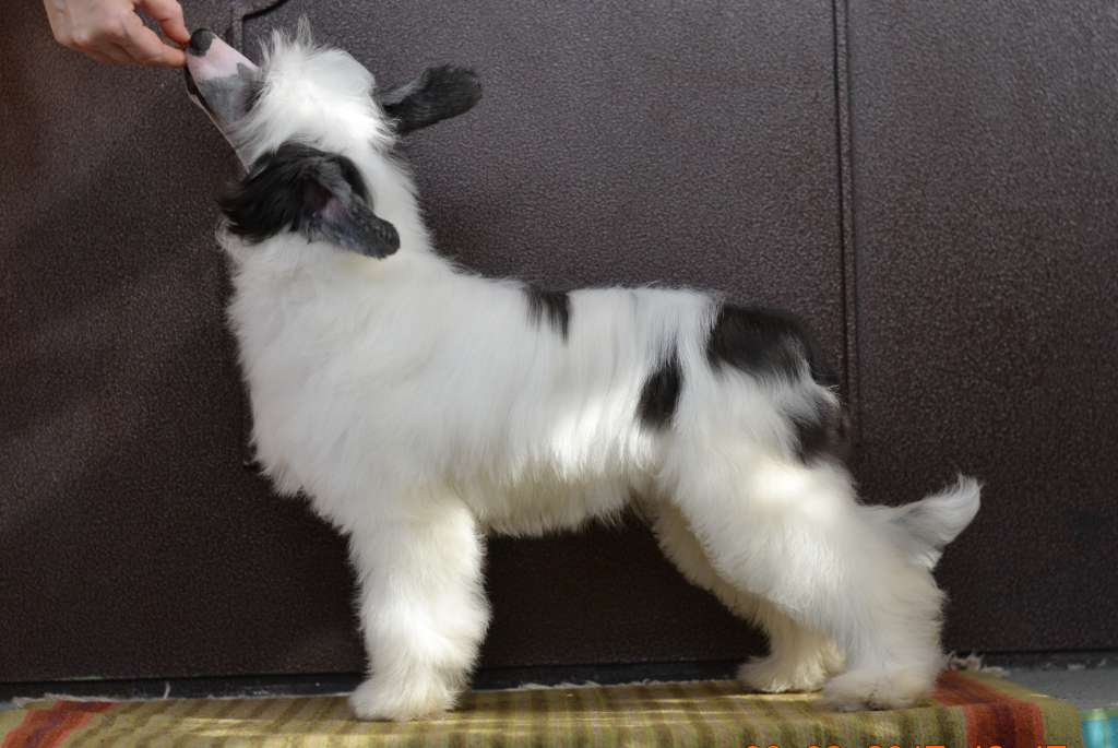 Planeta Angelov Dinastia