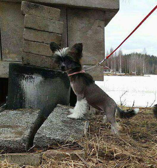 Dinaisa Donald Daisy