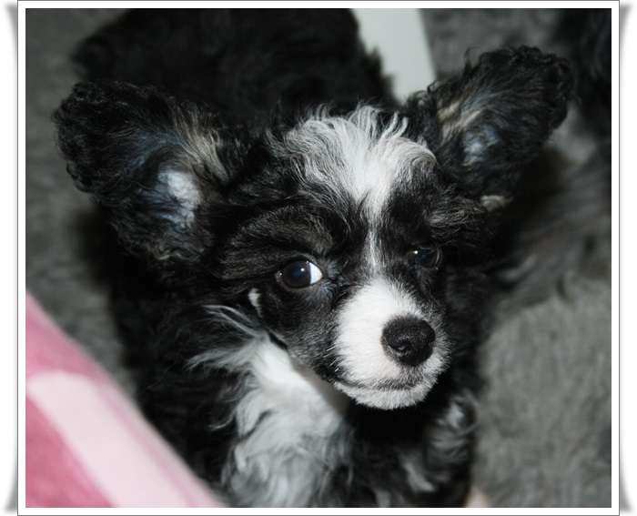 Koynaur's Day After Tomorrow