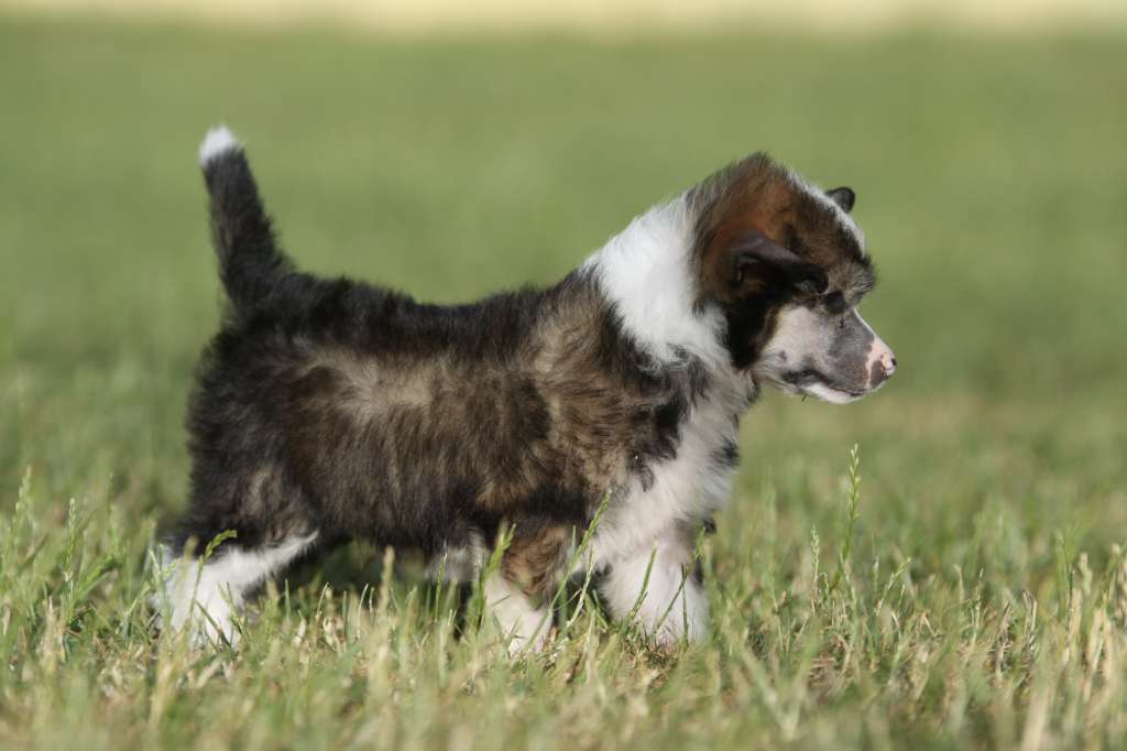 Xploding With Love Princes de la Roses