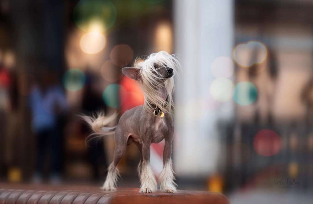 Xscape To Paradise Princes de la Roses