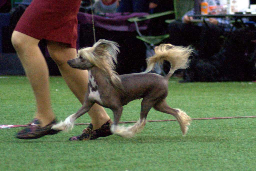 Faktycznie Kontrowersyjna Pretensja