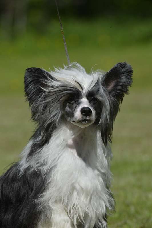 Fatalnie Zauroczony Pretensja