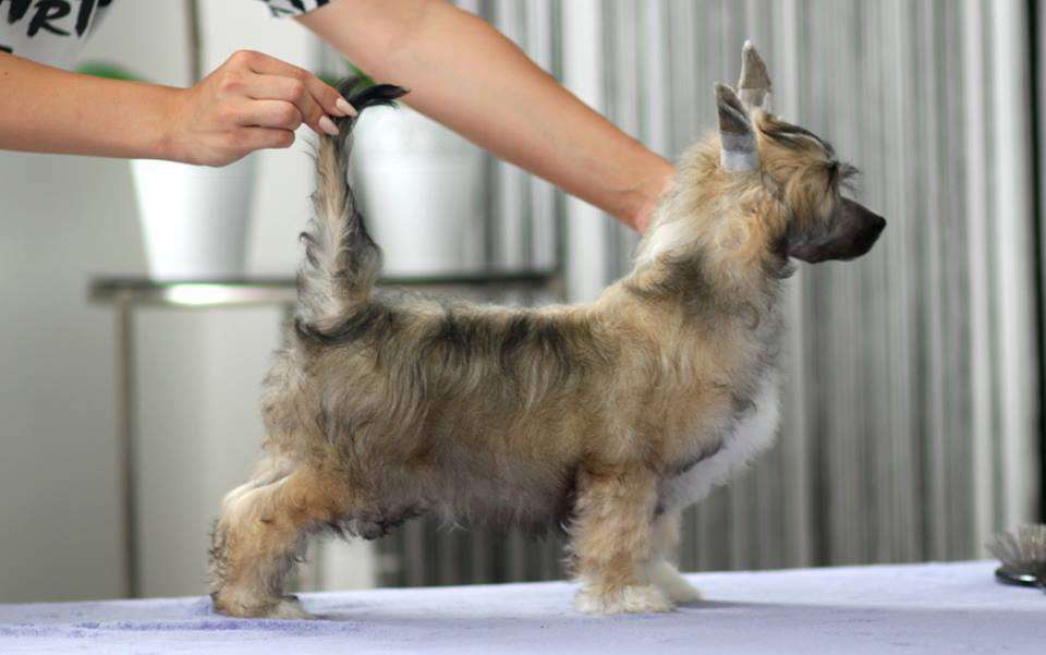 Fanatyk Piekna Pretensja