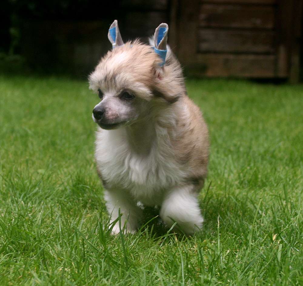 Edcullen's Glade G.I. Joe