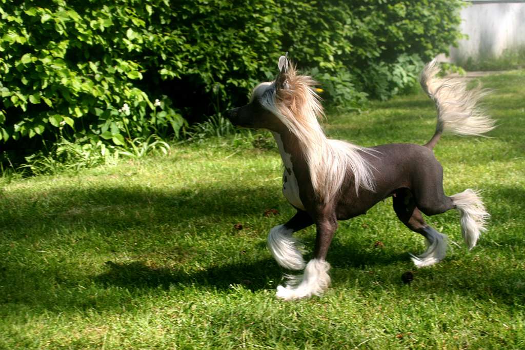 Edcullen's Glade Glam Pam