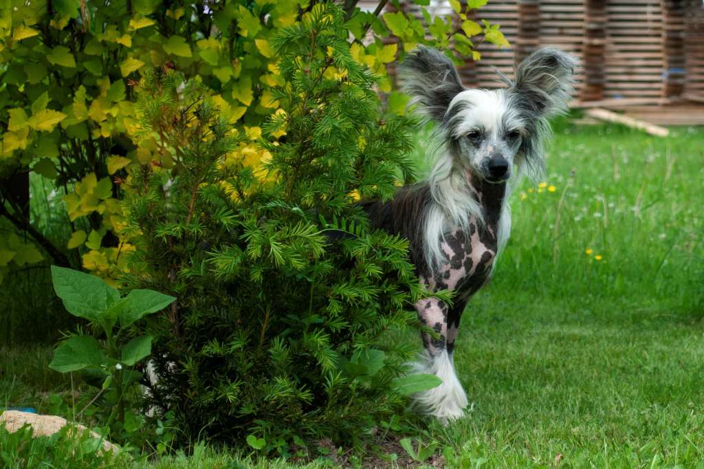 Fantastik Kashmir Diana Ksolo Club