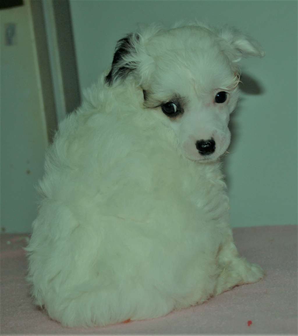 Angel O'chek Tsezar'