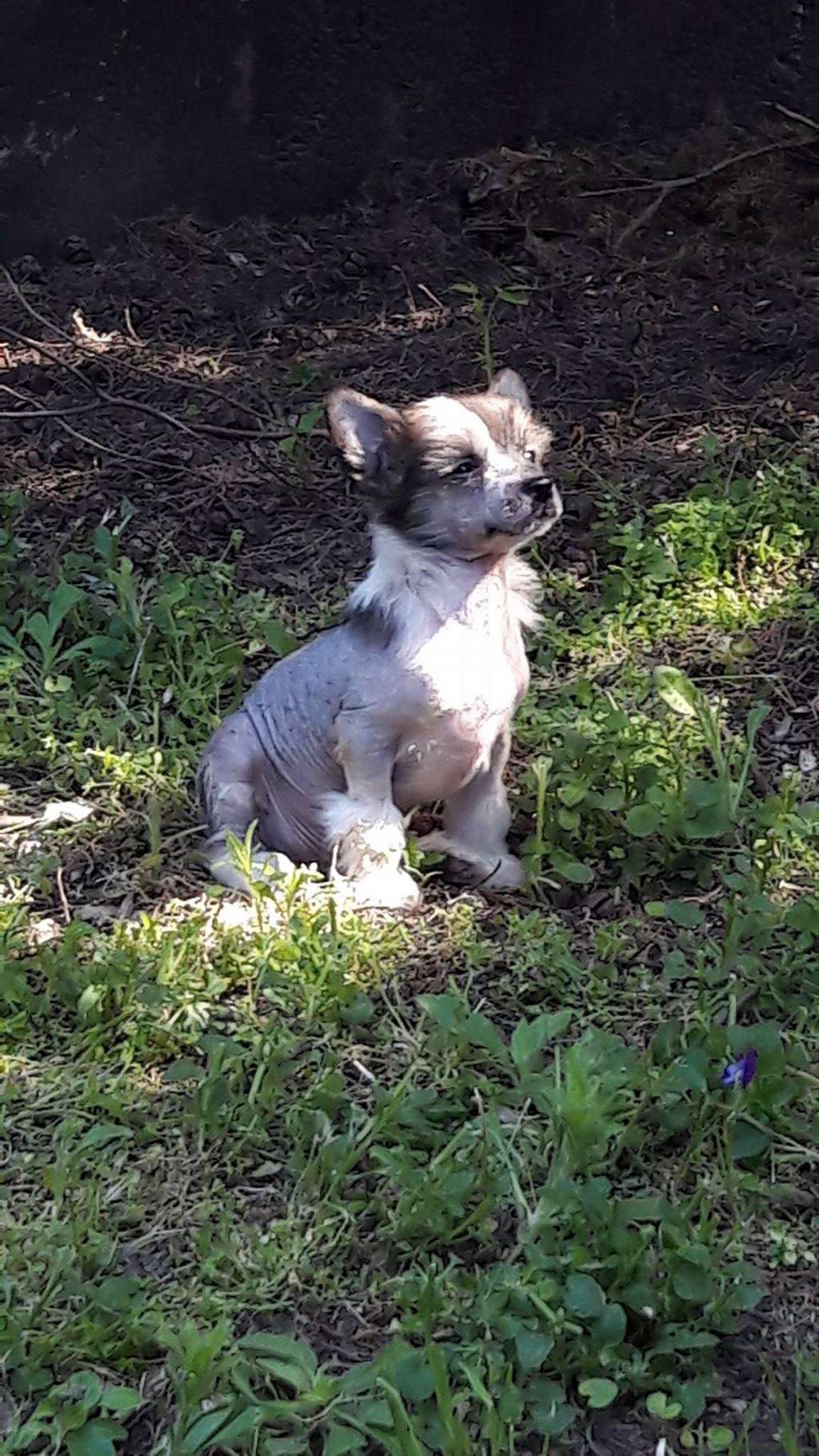 Birchvolgyi - Justice