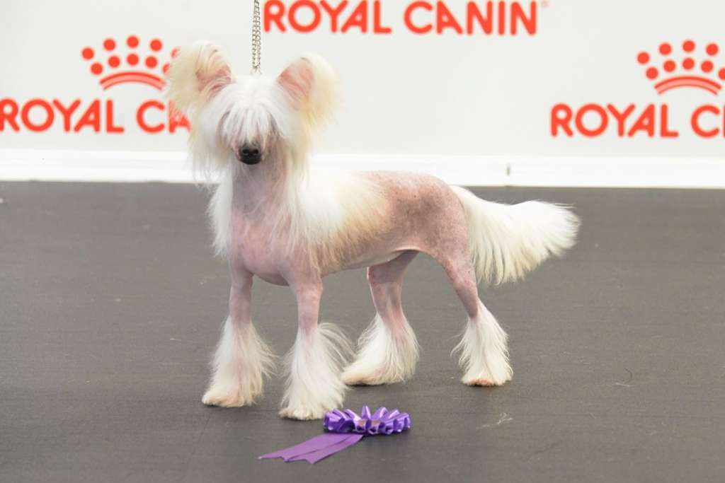 Akuna Matata Grace Forever