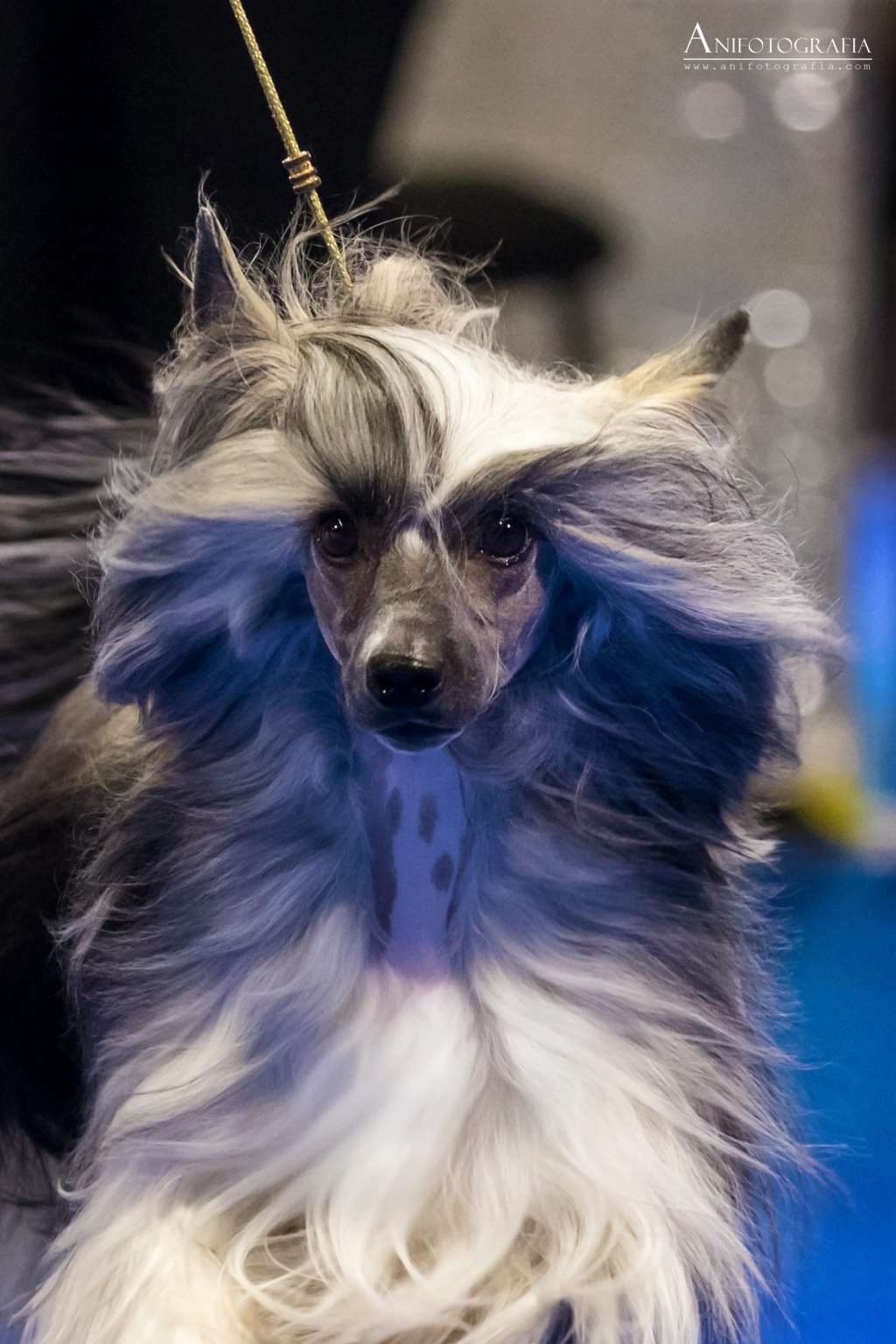 Attibassi Dream Of Coffee Roingold FCI