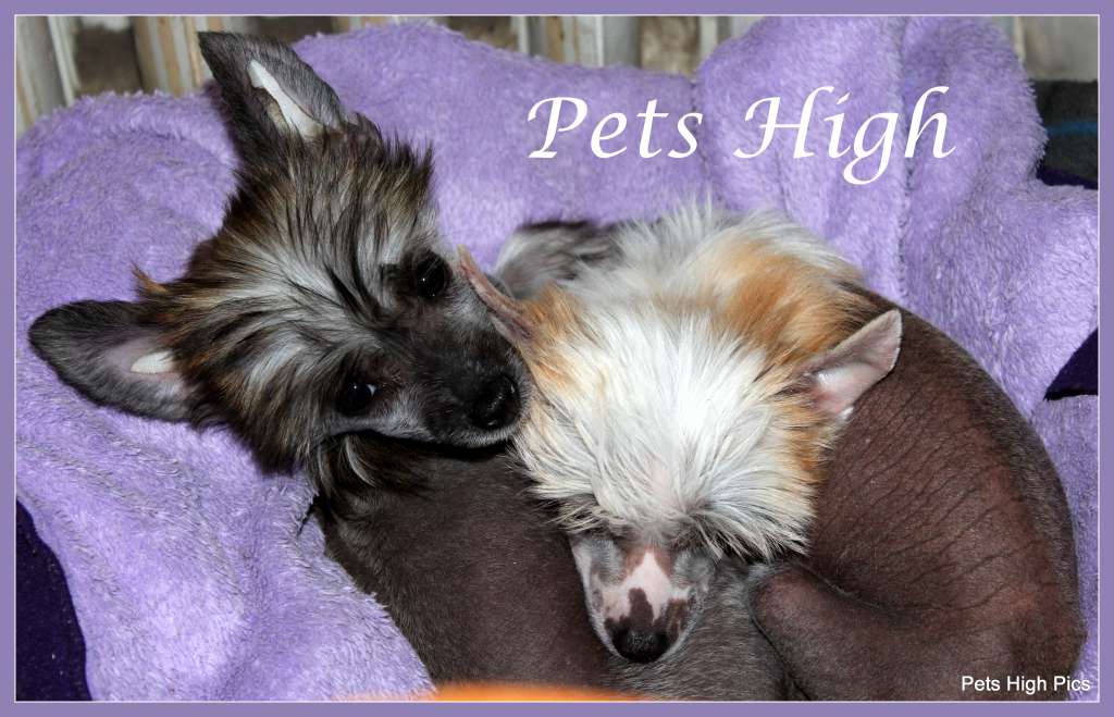 Pets High Nasstassia Sofia