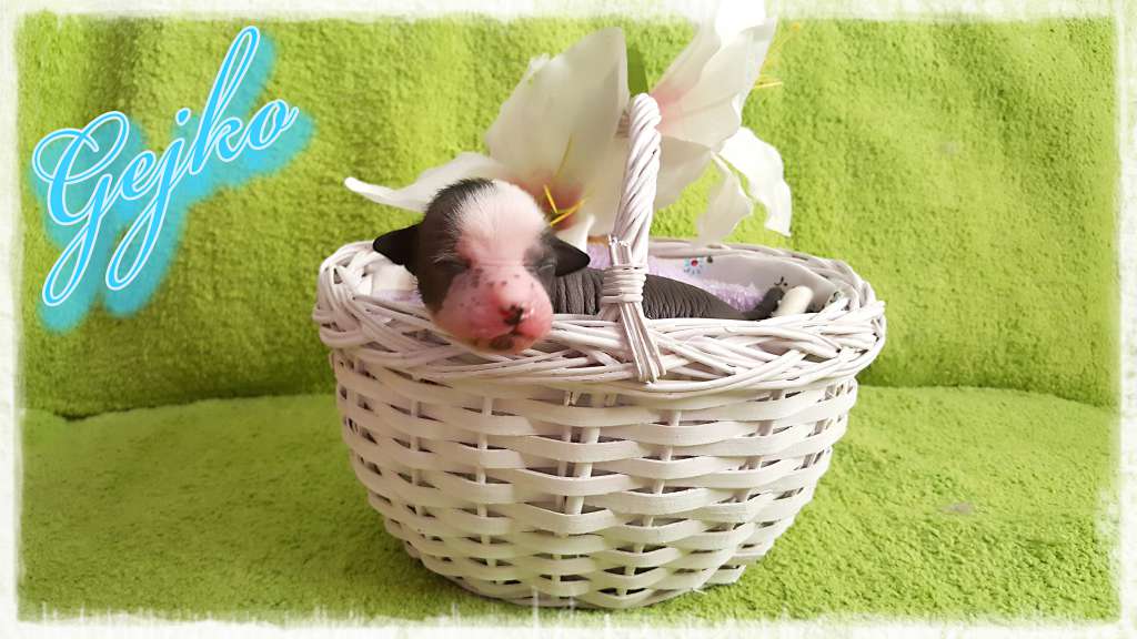 Gejko of Purple Rain