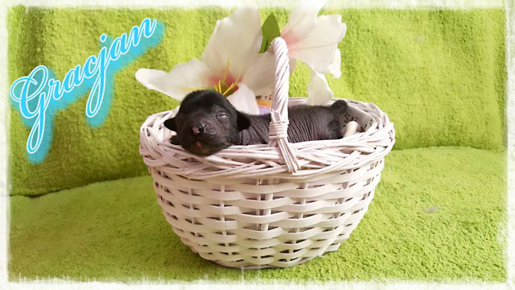 Gracjan of Purple Rain