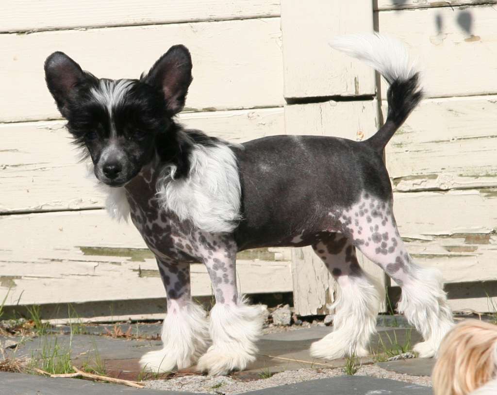 Absolute Souls Spicy Piri-Piri