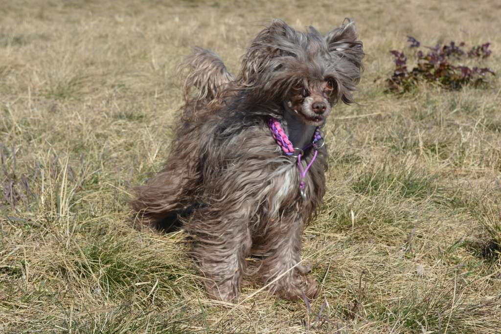 Gisele Model vom Elfental
