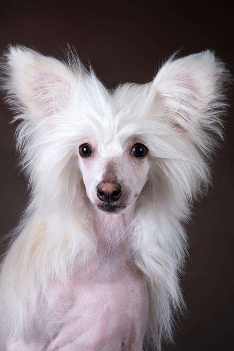 Brandrus Earthly Joy