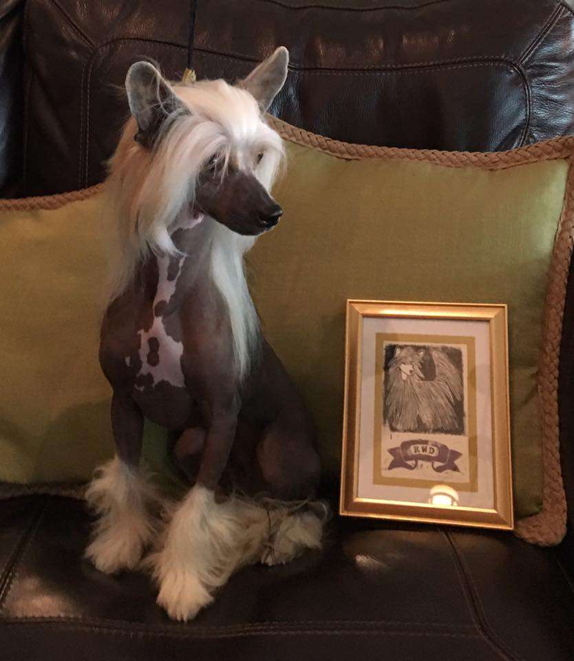 Gingery V Castle Rock Snakebite