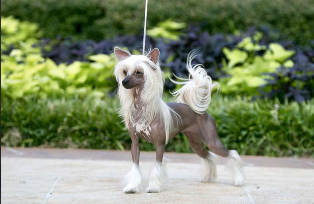 Castle Rock V Gingery Pimpin' Joy