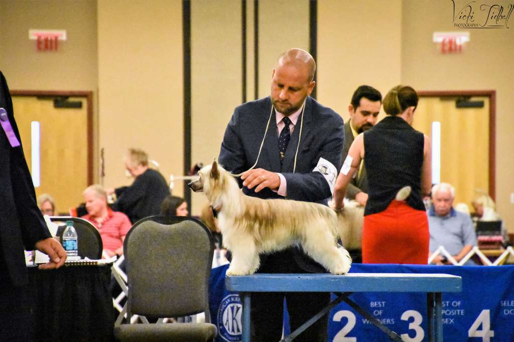 Castle Rock V Gingery Olio D'Olivia