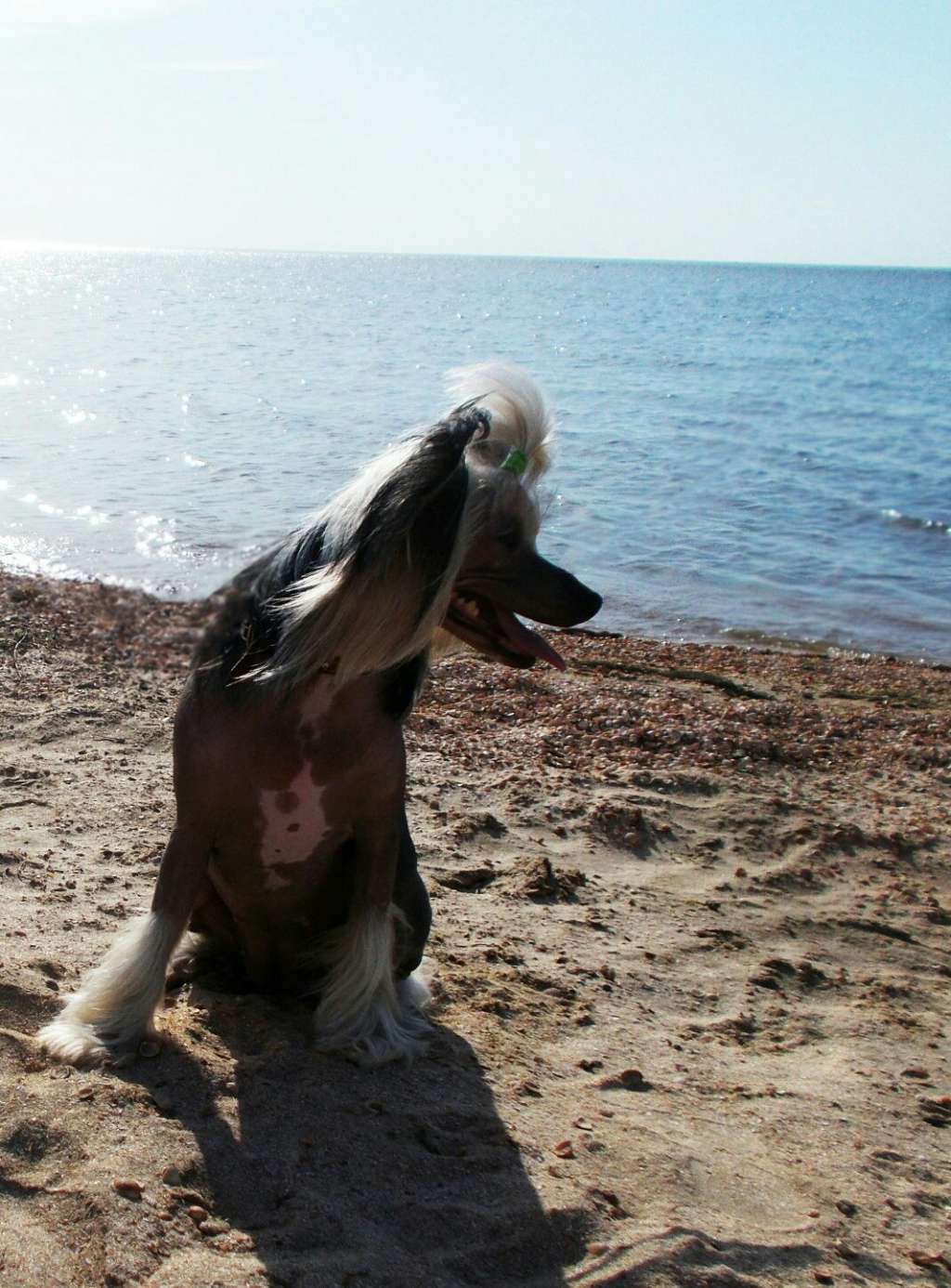 Viivika Della Francheska Best of Best