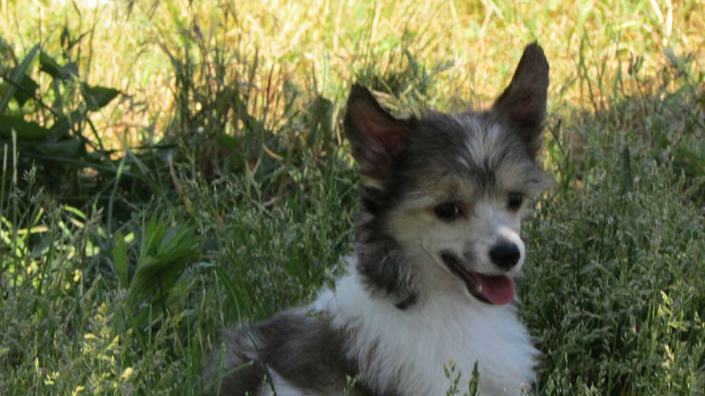 Family Mar'S   Nefertiti Princess of Egypt