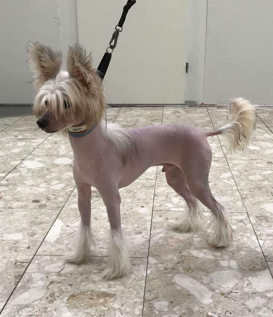 Pinky Twinky Voe Veikkonen