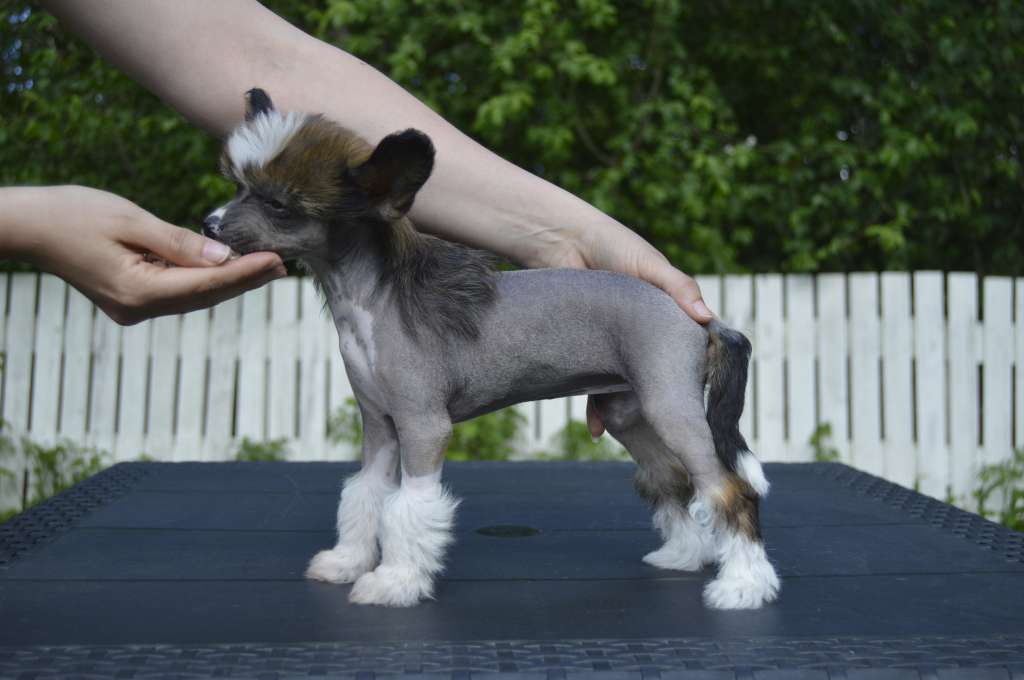 Pinky Twinky Villivadelma