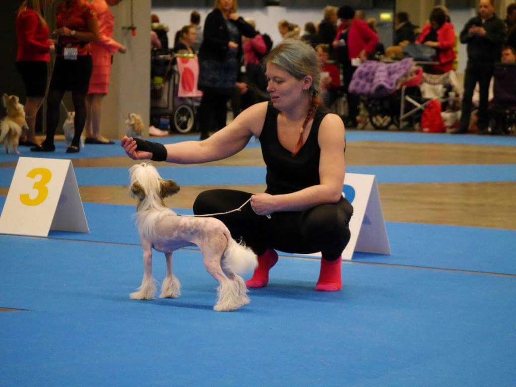 Super Crests Pink Diamond