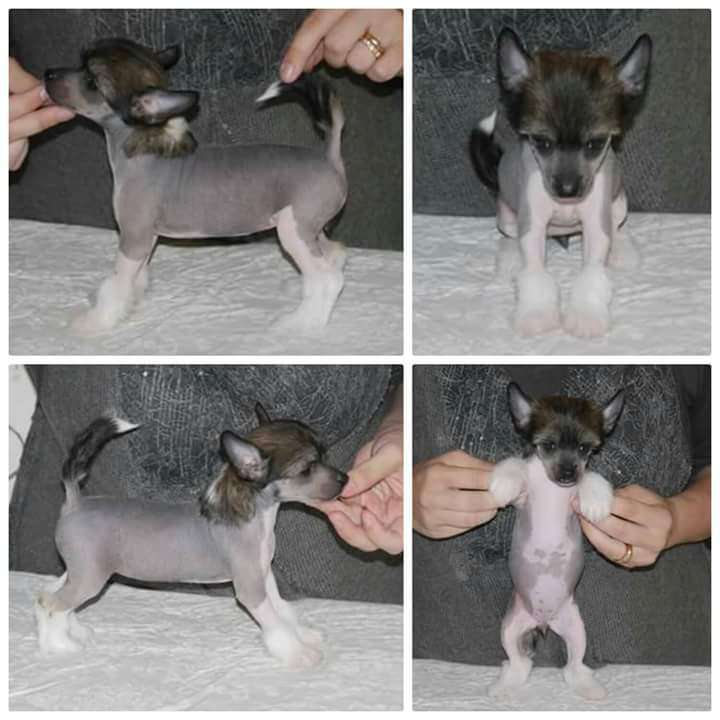 Super Crests Violet Amethyst