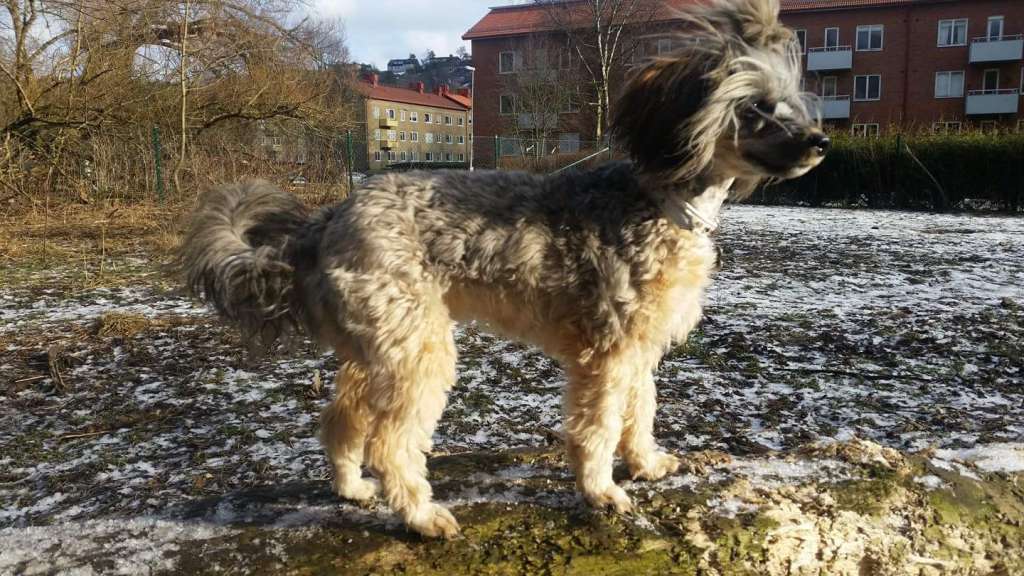 Super Crests Golden Pearl