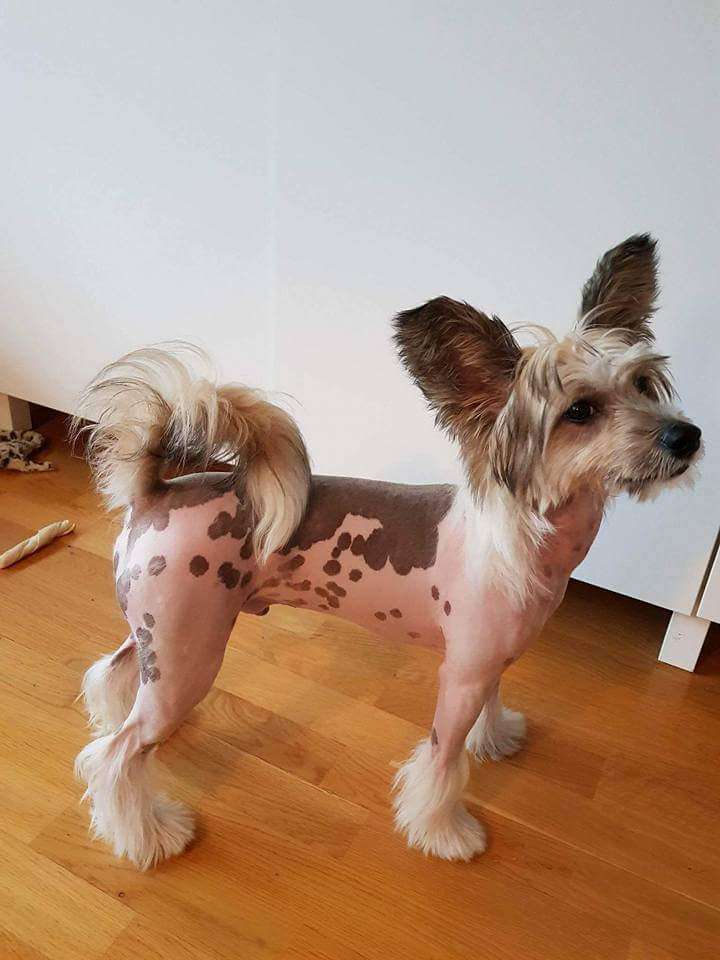 Super Crests Royalblue Sapphier